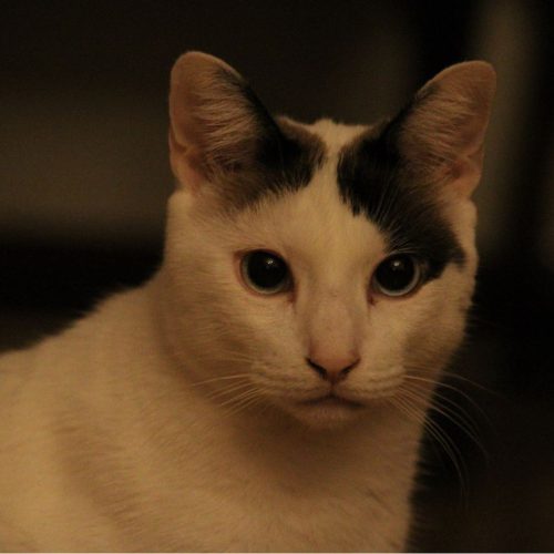 Gato